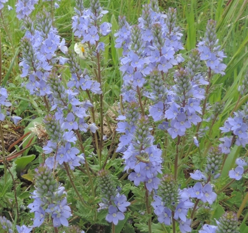Veronica cfr. orsiniana
